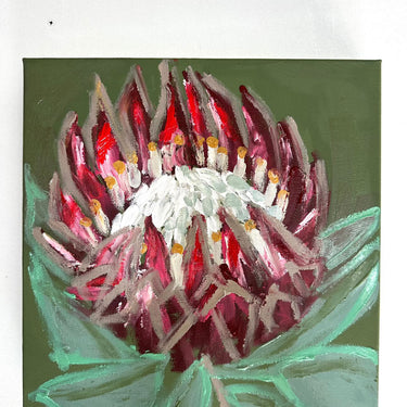 Protea solo