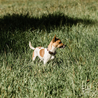 Gaucho collars & leads