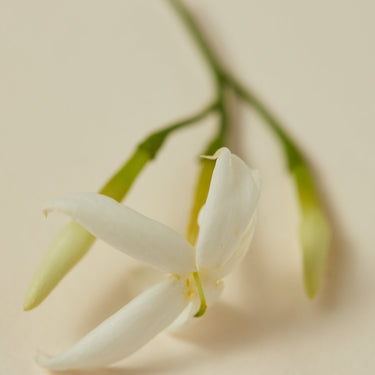 Ayu rose