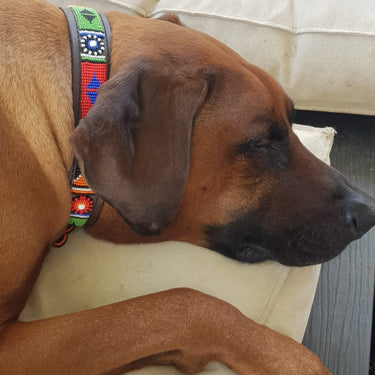 Kenyan beaded dog collars and leads